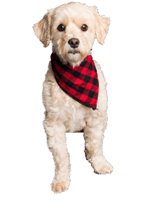 Miniature poodle for sale