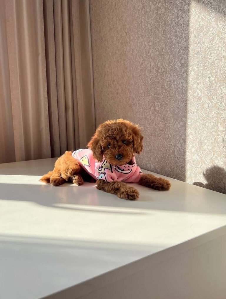 Teacup poodle puppies, Toy dogs, Standard poodles