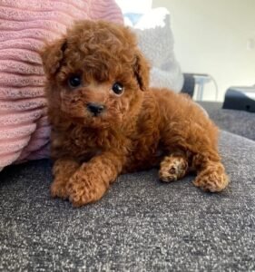 Miniature Poodle pups, poodles , puppy for sale