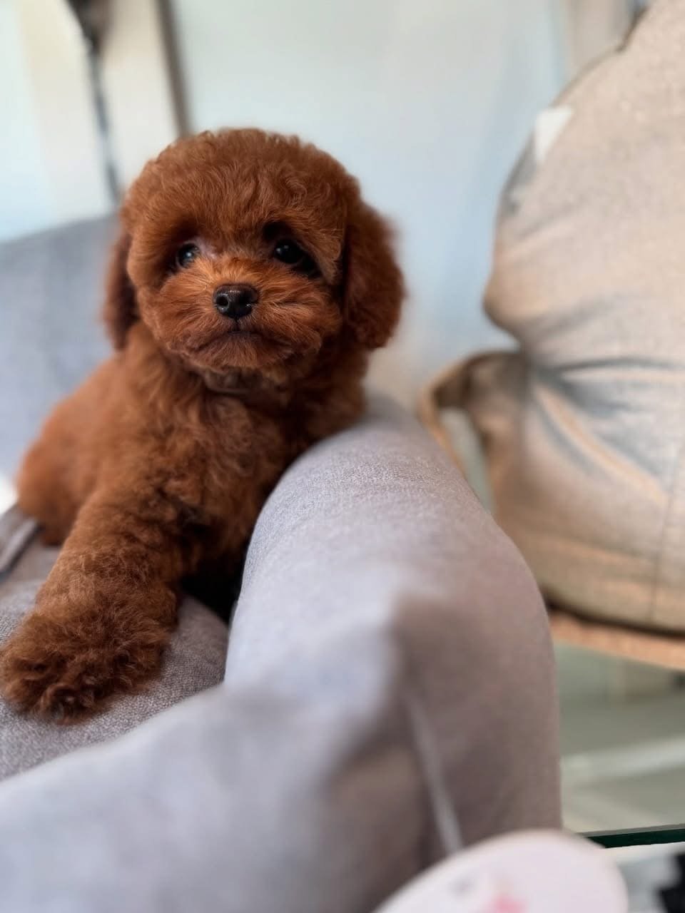 size variations including Standard, Miniature, and Toy, Poodles