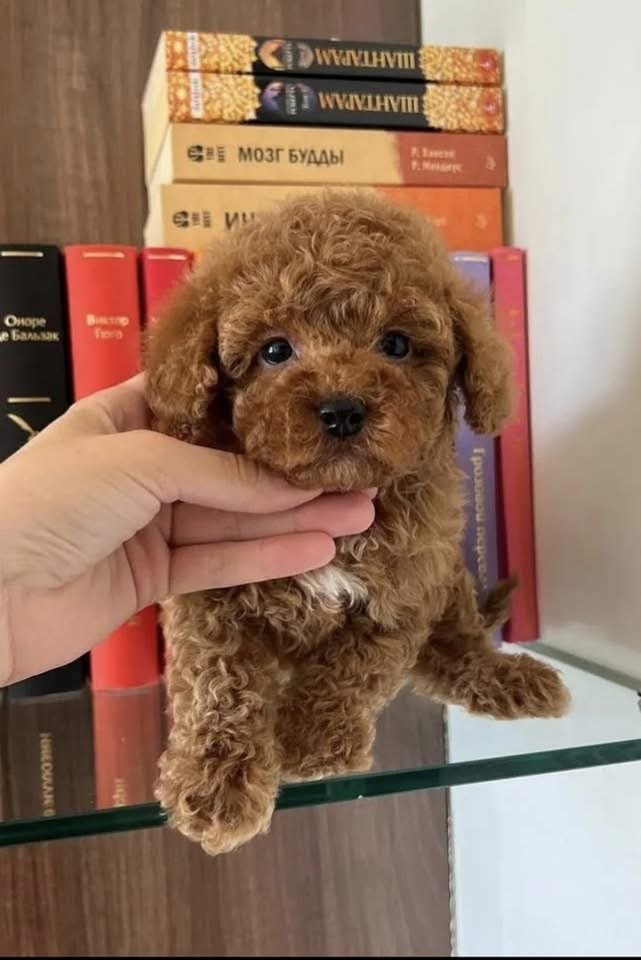 male poodle puppy