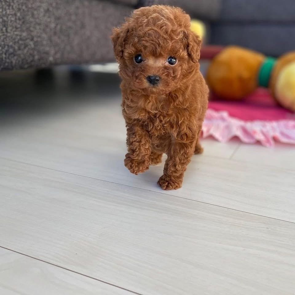 Toy poodle in CA, Puppies for sale USA
