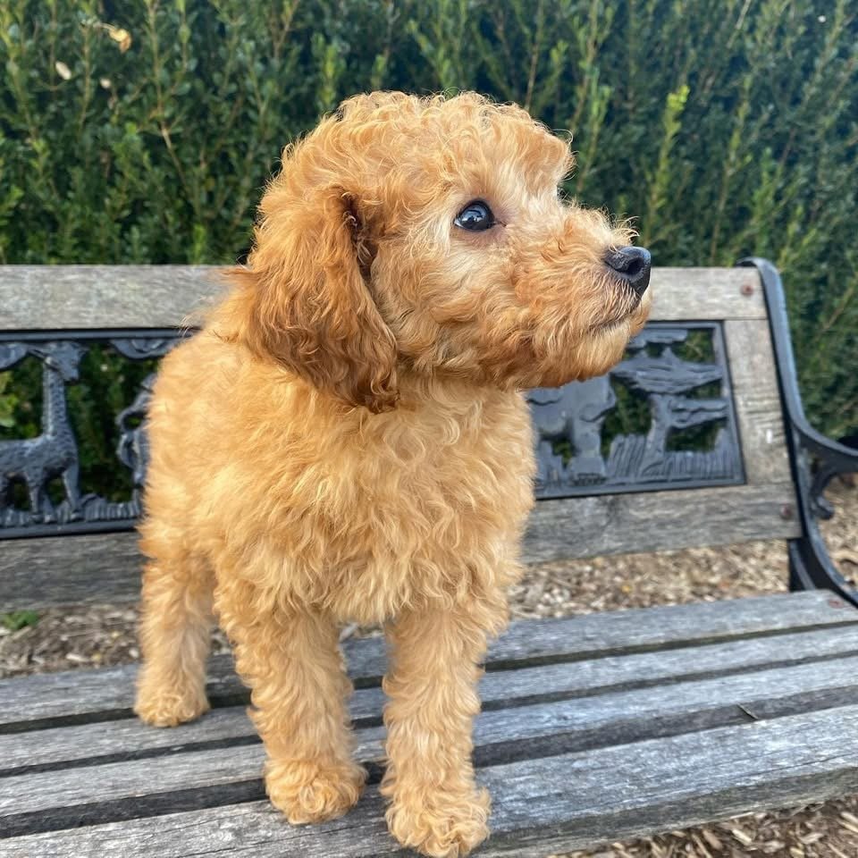 poodles for sale