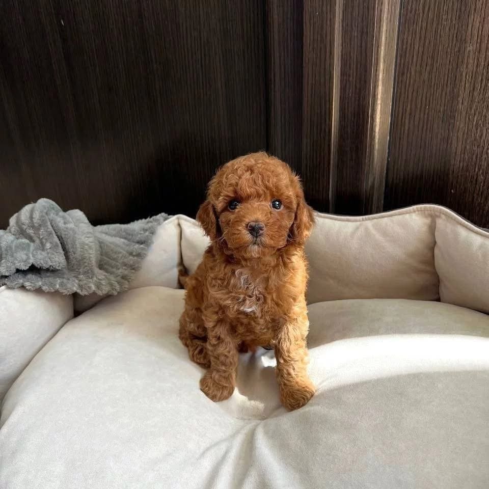 teacup poodle puppy