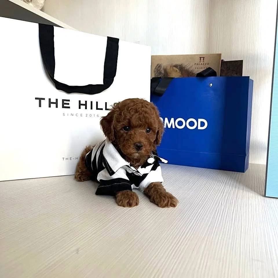 Poodle Breeders Texas