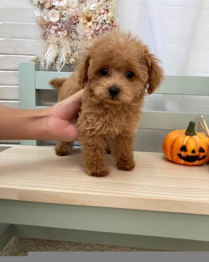 Toy poodle