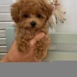 Toy Poodles