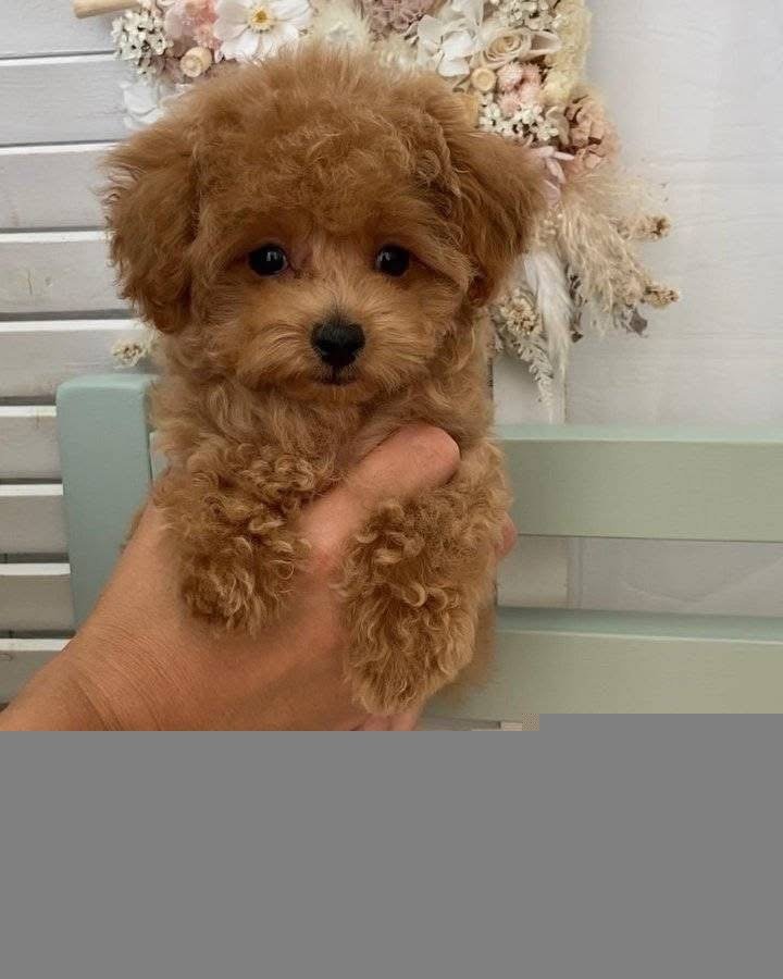 Toy Poodles
